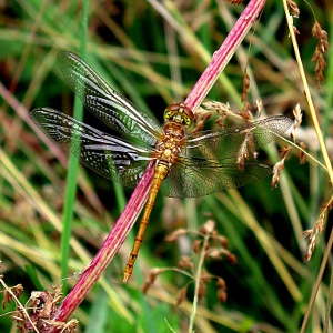 Picture of dragonfly