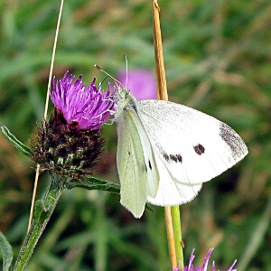 Picture of Large White butterfly