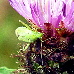 Picture of young grass hopper