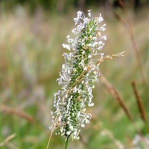 Picture of grass seed head