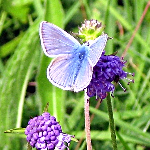 Picture of Common Blue Butterfly