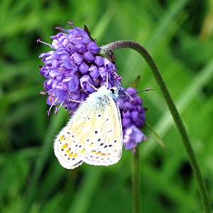 Picture of Devils Bit Scabious