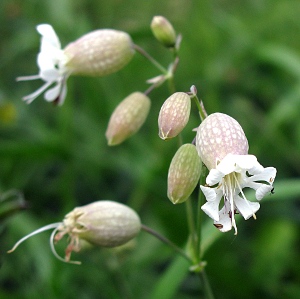 Picture of Bladder Campion