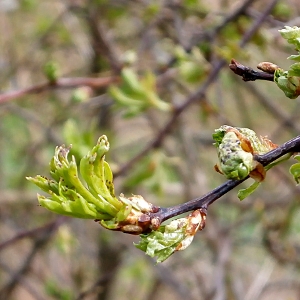 Picture of growing buds