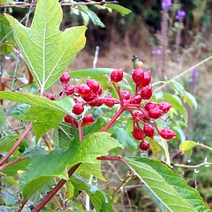 Picture of fruit