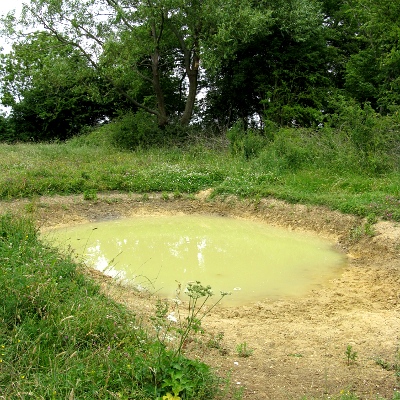 Picture of Water Plantain Plant