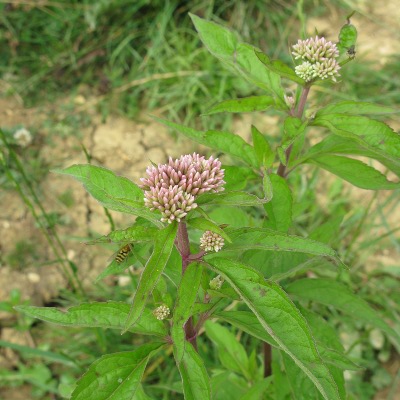 Picture of Hemp Agrimony Plant