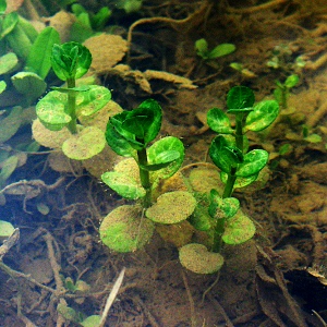 water mint