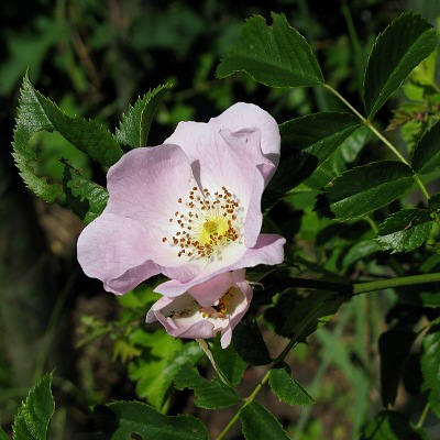 Picture of Rose, © Mike Draycott