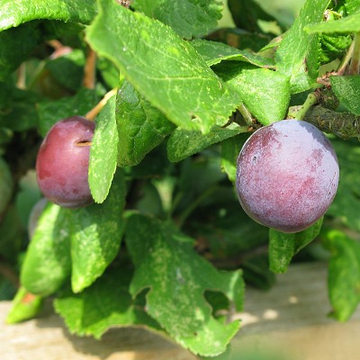 Picture of Blackthorn +Sloe, 
	 Mike Draycott