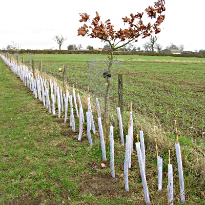 Picture of hedge © Mike Draycott