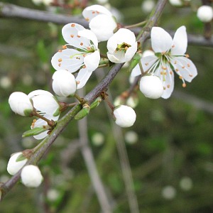 blackthorn blossom