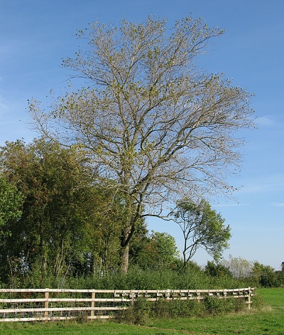 Picture of Black Poplar,